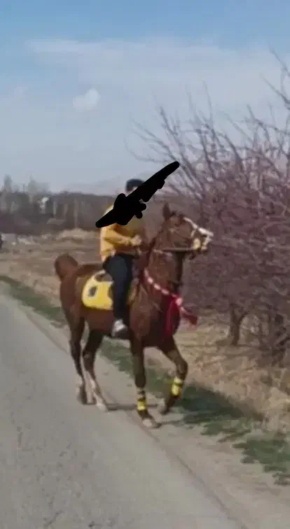 فروش اسب|اسب و تجهیزات اسب‌سواری|نورآباد, |دیوار