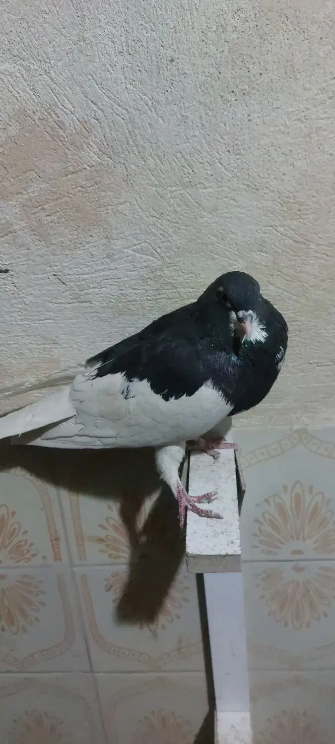 کفتر یال سیاه نر|پرنده|طسوج, |دیوار