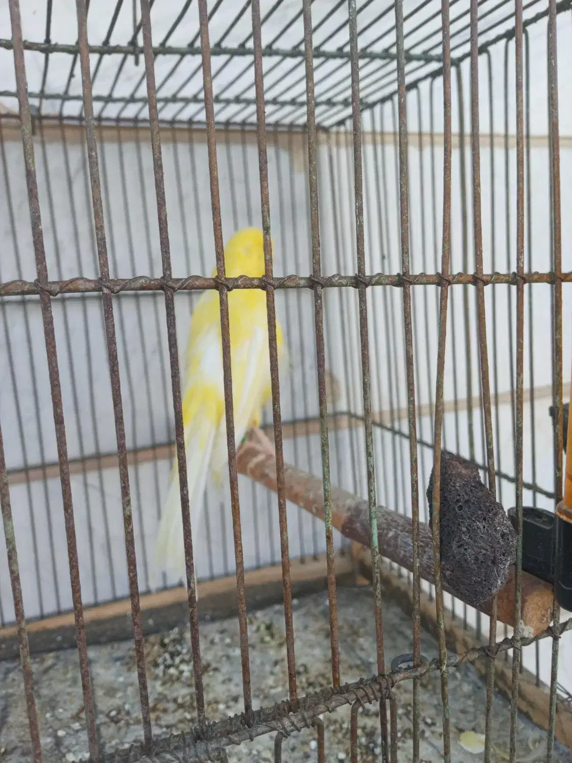 قناری ماده|پرنده|شهریار, شهریار|دیوار