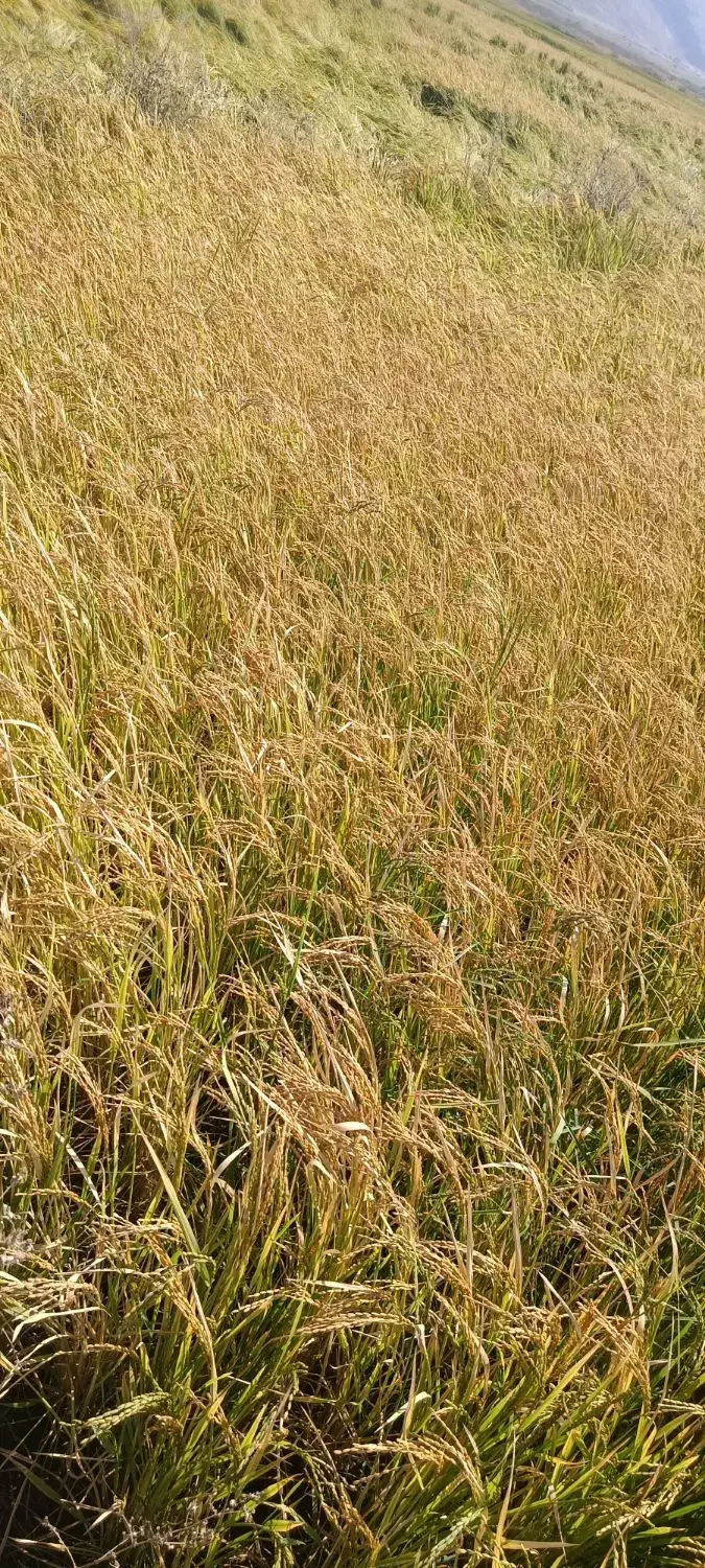 برنج کامفیروزی|خوردنی و آشامیدنی|سپیدان, |دیوار