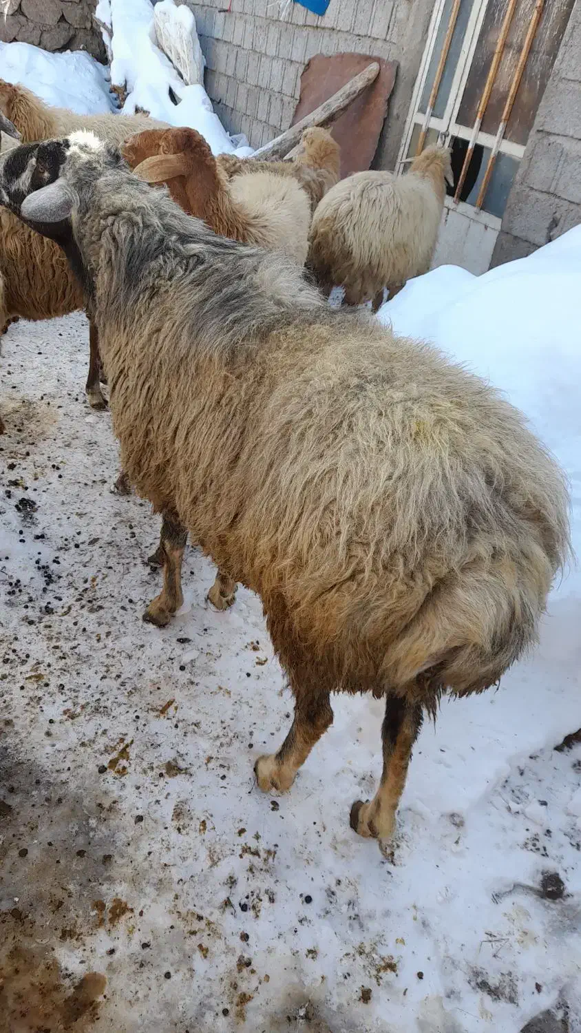 قوچ چال|حیوانات مزرعه|مشگین شهر, |دیوار