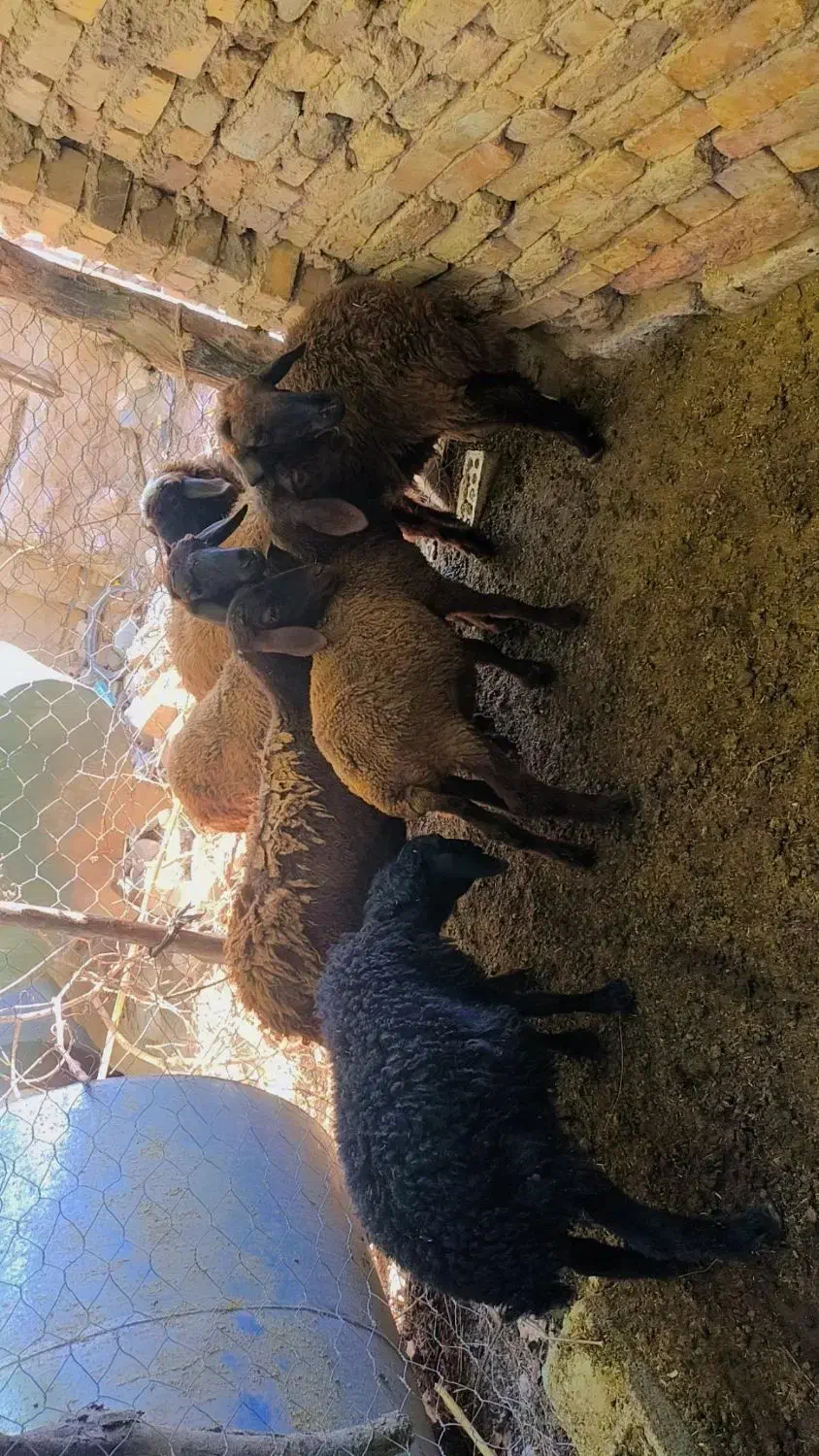 بره گوسفند بزرگ|حیوانات مزرعه|فراغی, |دیوار