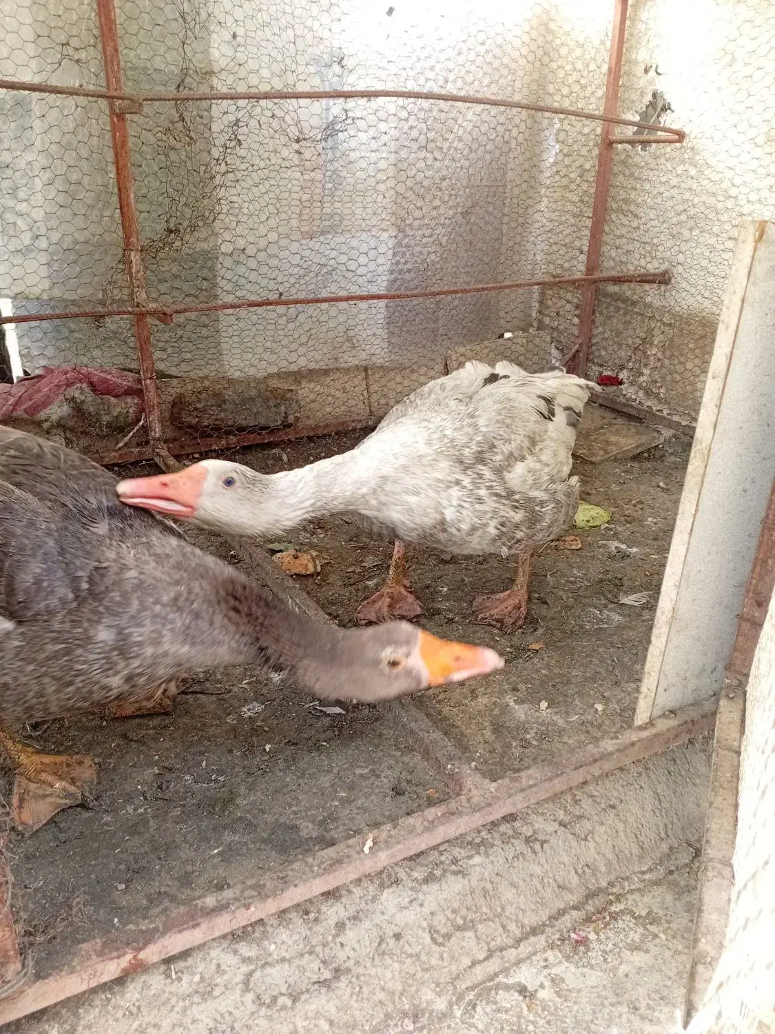 غاز|حیوانات مزرعه|طرقبه, |دیوار