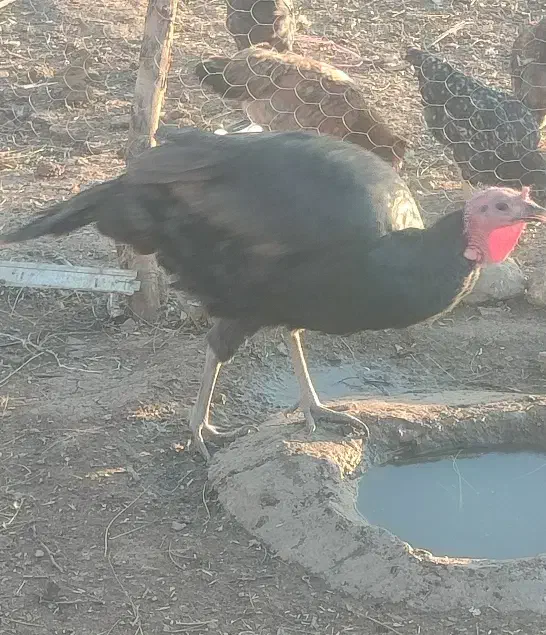 بوقلمون نرمحلی|حیوانات مزرعه|روانسر, |دیوار