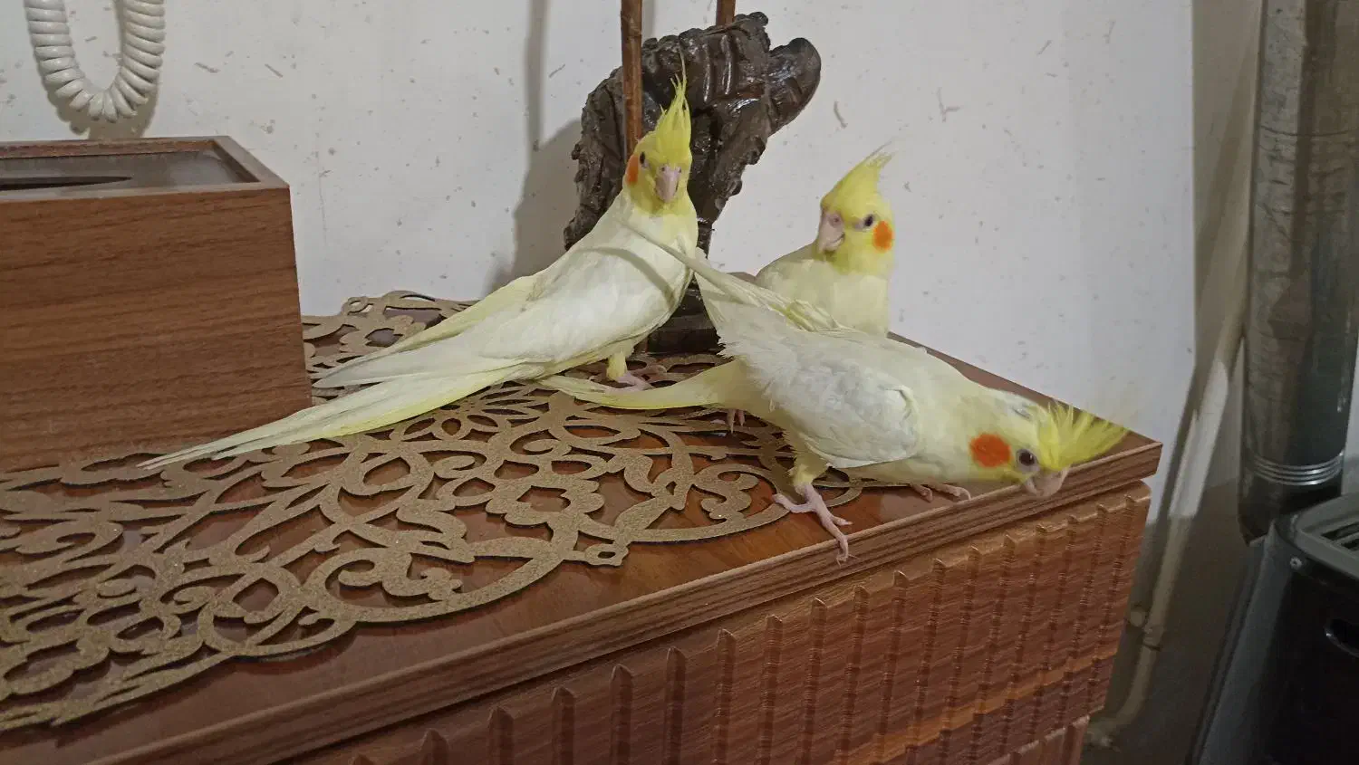 جوجه عروس،لوتینو،دانخور|پرنده|ملایر, |دیوار