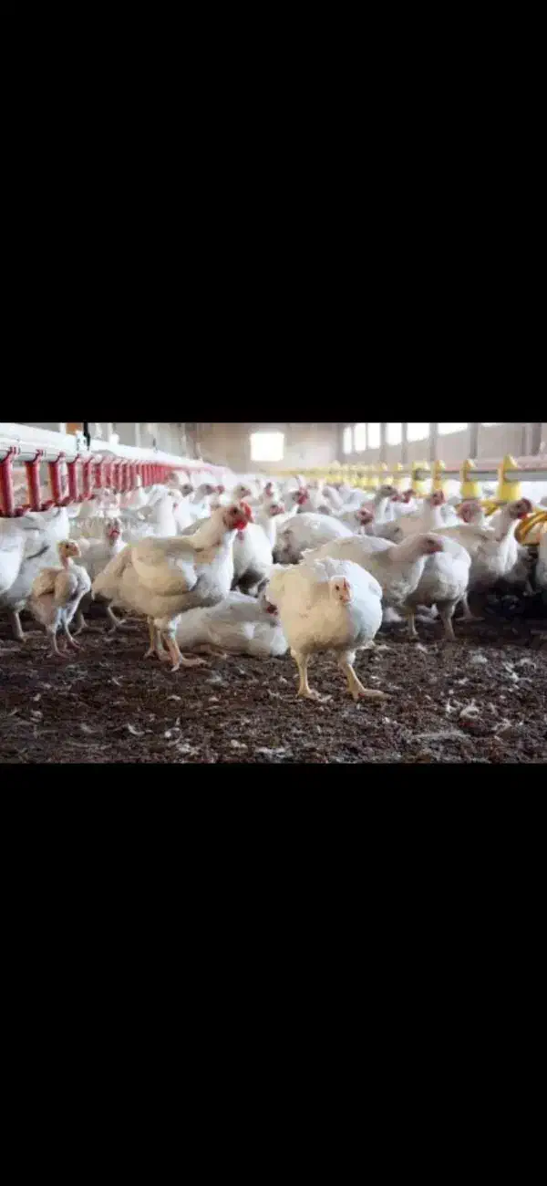 کود مرغ گوشتی|خدمات باغبانی و درختکاری|آشخانه, |دیوار