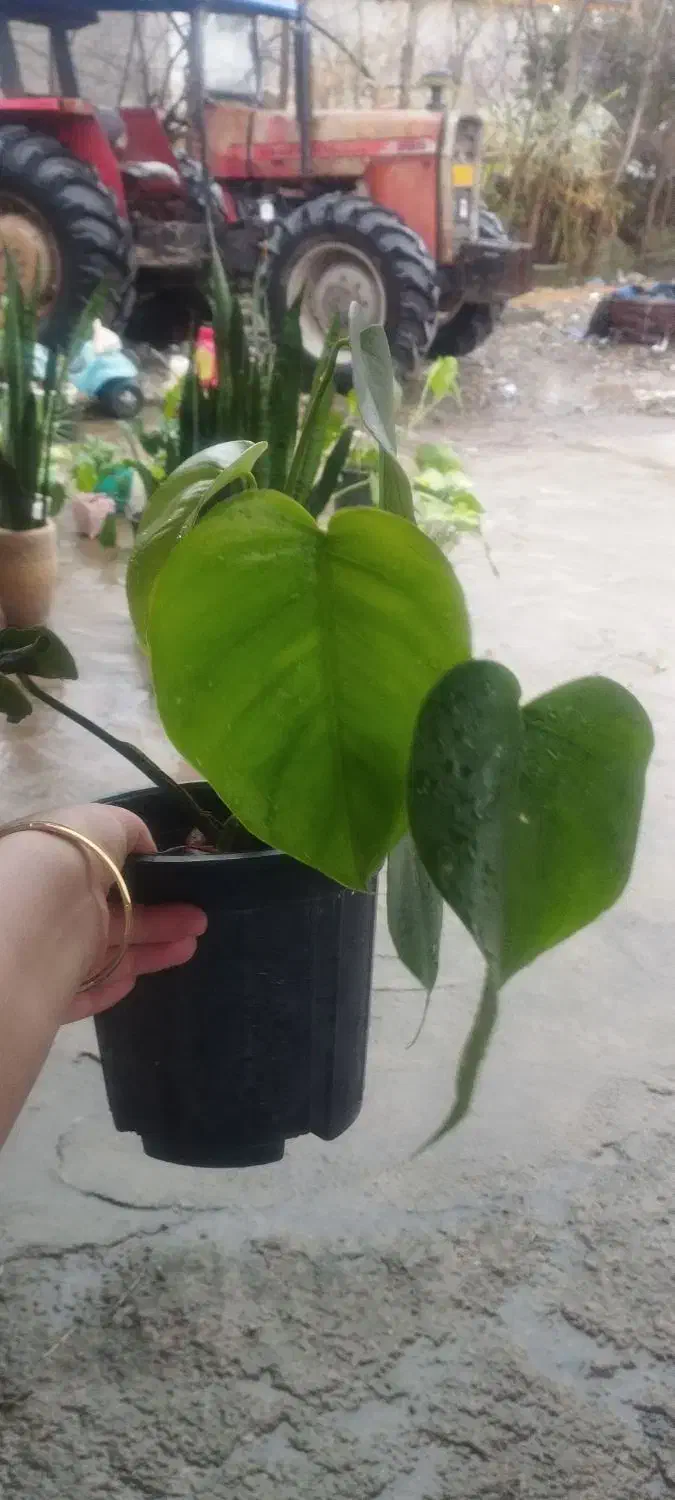 گل آپارتمانی|گل و گیاه طبیعی|رشت, یخسازی|دیوار