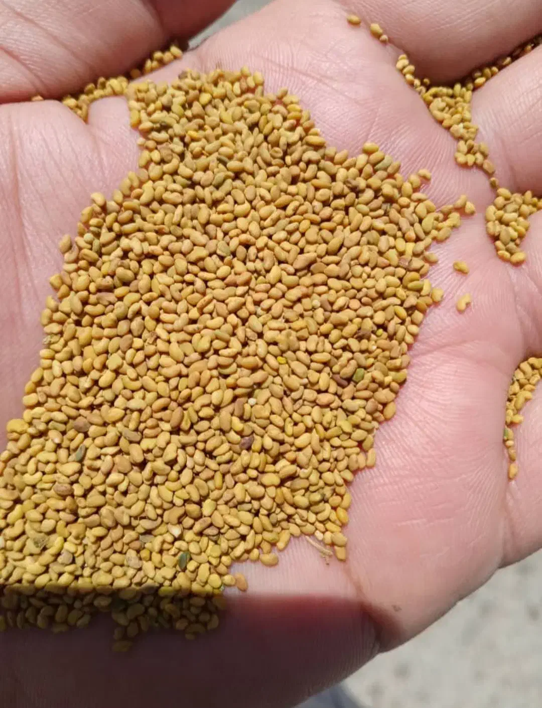 بذر یونجه|عمدهفروشی|زرین دشت (فارس), |دیوار
