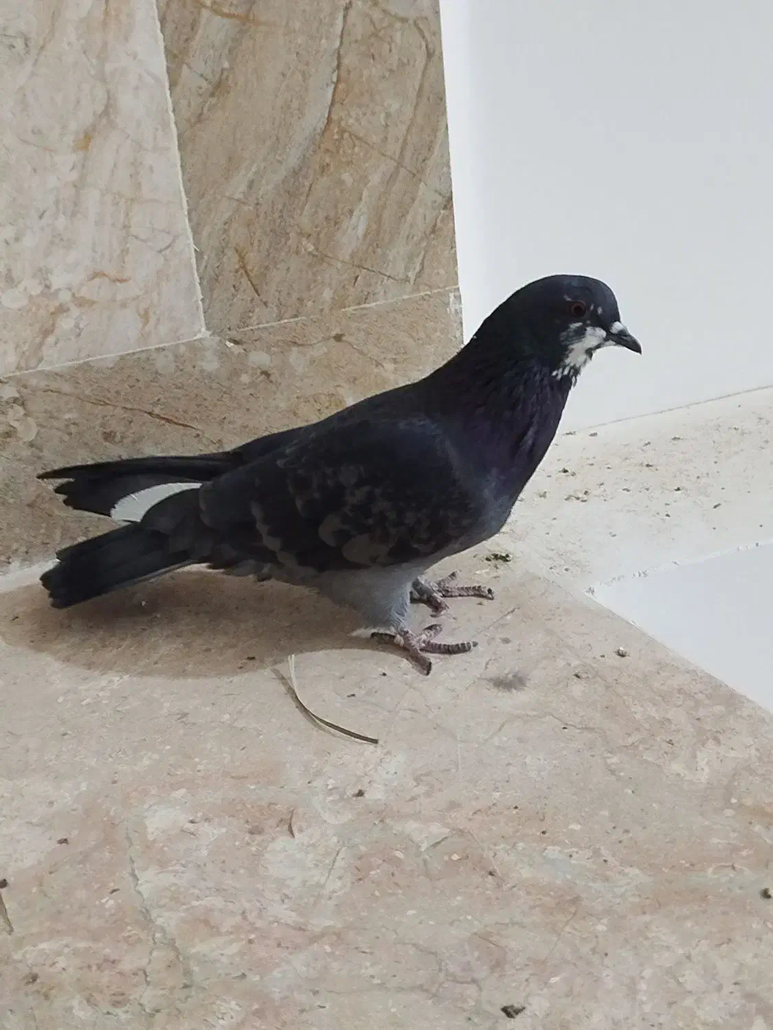 کبوتر پرشی|پرنده|ایرانشهر, |دیوار