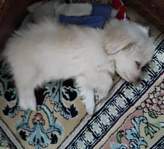 سگ پودل کراس|سگ|تهران, صادقیه|دیوار