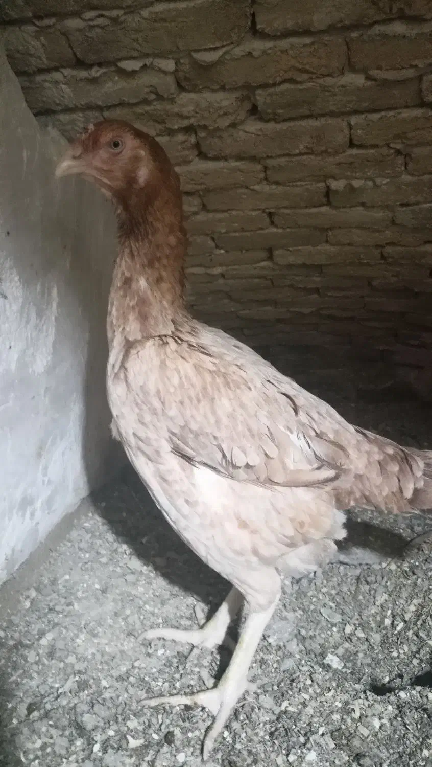 لاری|حیوانات مزرعه|مشگین شهر, |دیوار