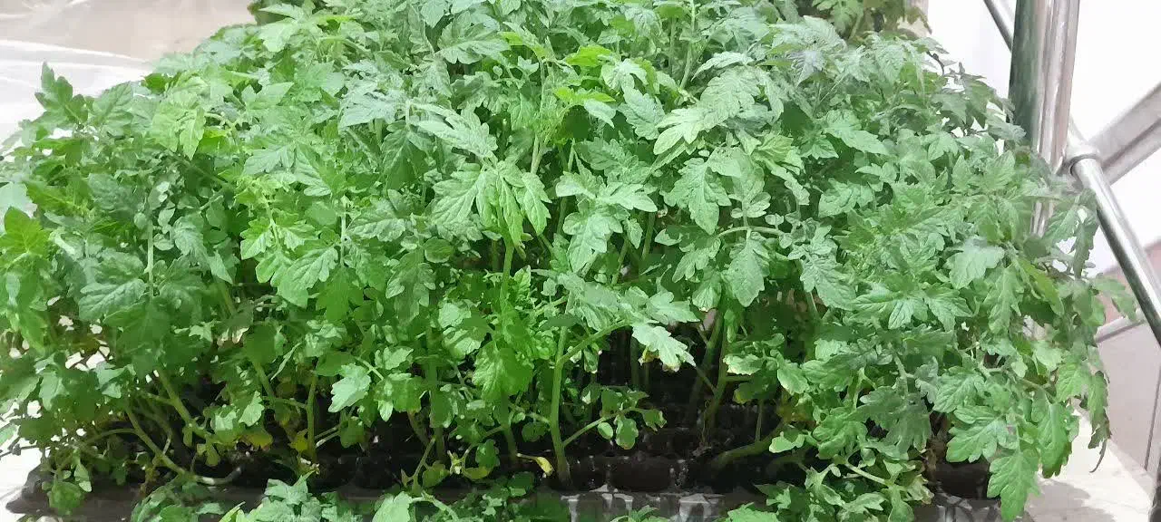 نشا گوجه ای گیلاسی|گل و گیاه طبیعی|قم, انسجام|دیوار