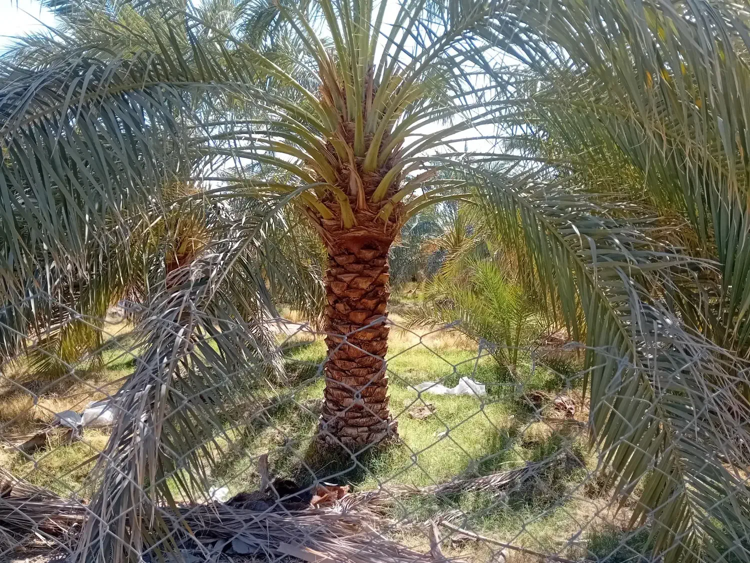 باغ کشاورزی|فروش دفتر صنعتی، کشاورزی، تجاری|ریگان, |دیوار