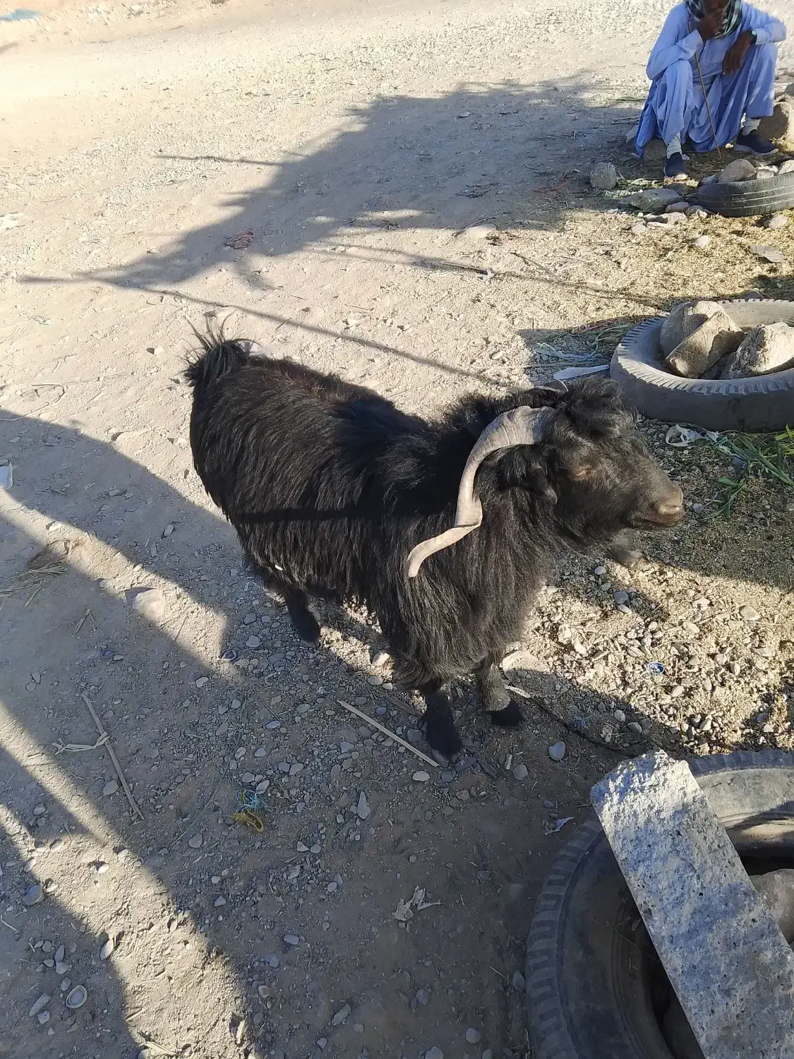 بز و تروشت چاق|حیوانات مزرعه|ایرانشهر, |دیوار