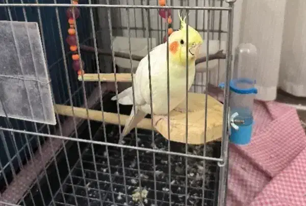 عروس هلندی|پرنده|فردوسیه, |دیوار