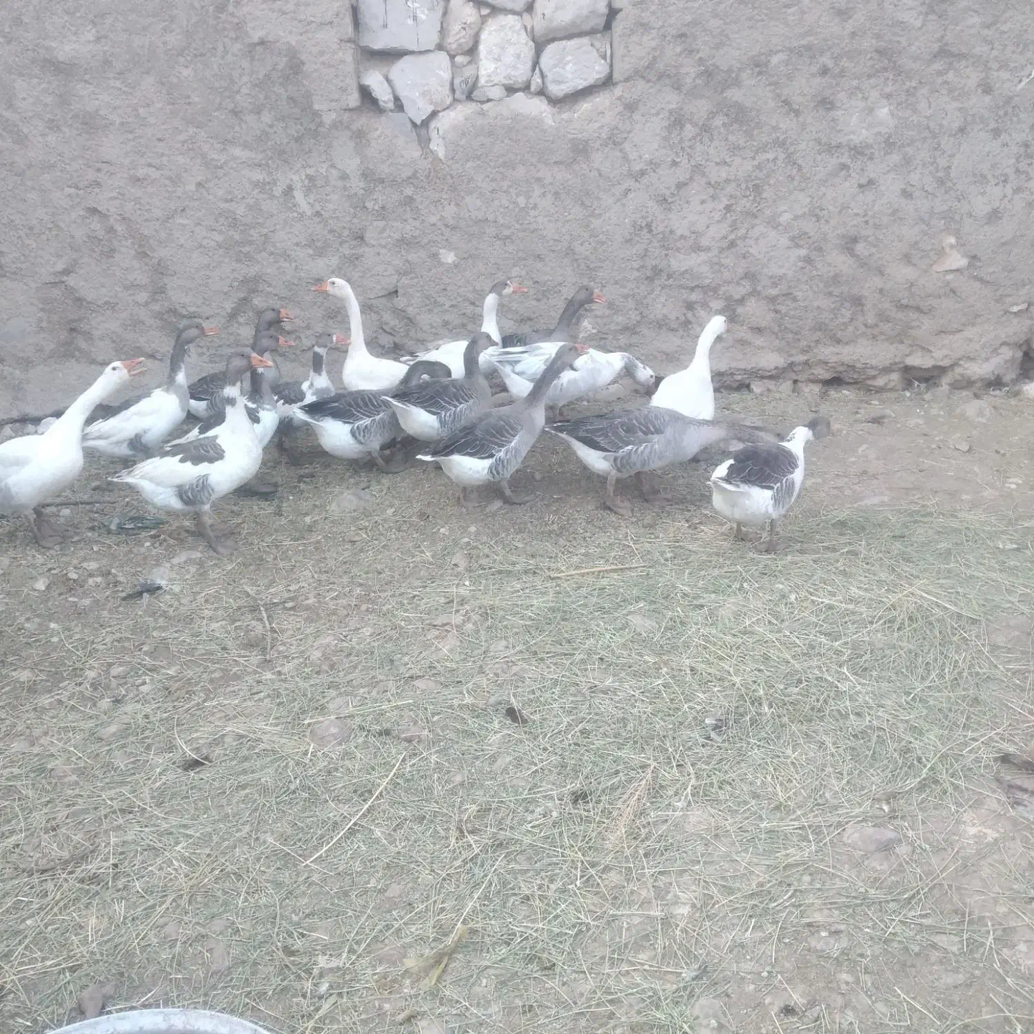 غاز|حیوانات مزرعه|یاسوج, |دیوار