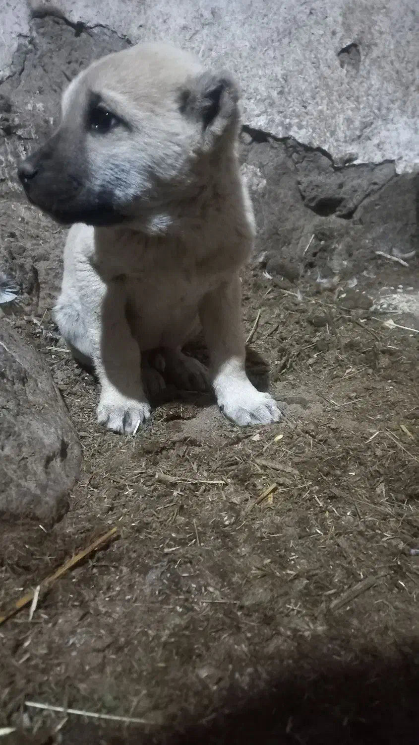 طوله سگ|سگ|مهربان, |دیوار