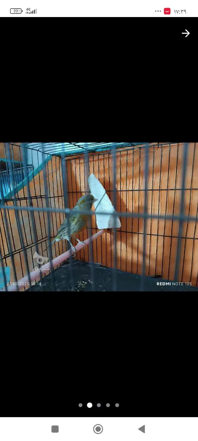 قناری فروشی  3میلیون|پرنده|قائم‌شهر, |دیوار