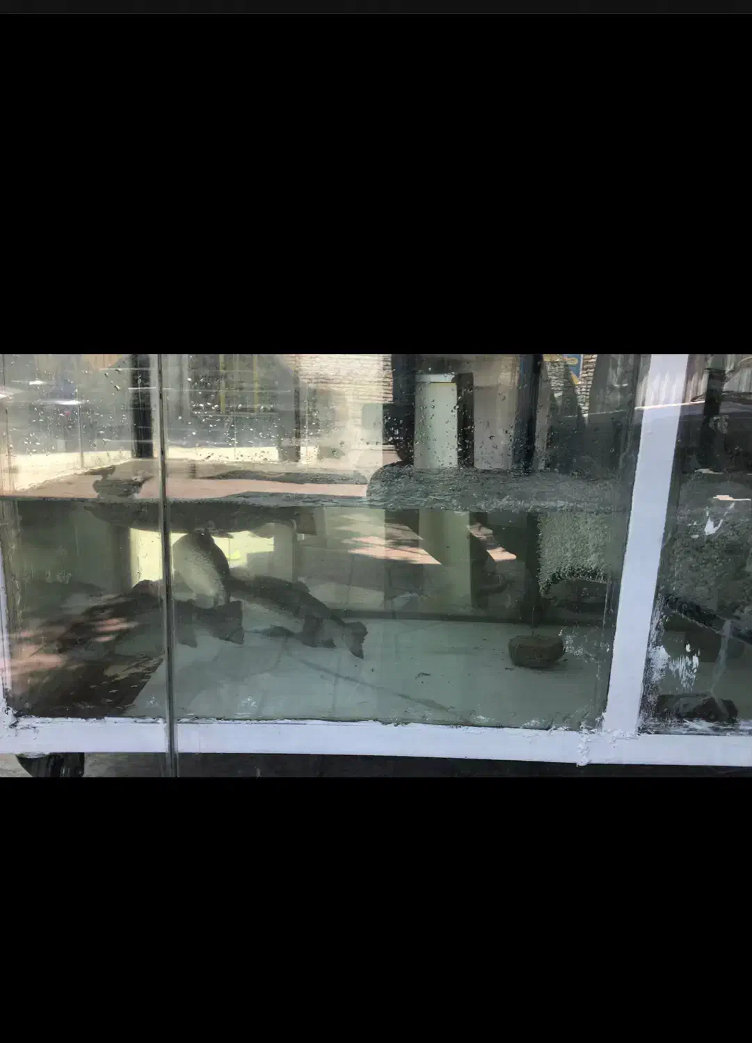 فروش آکواریوم و اکسیژن ساز|ماهی|ساری, |دیوار