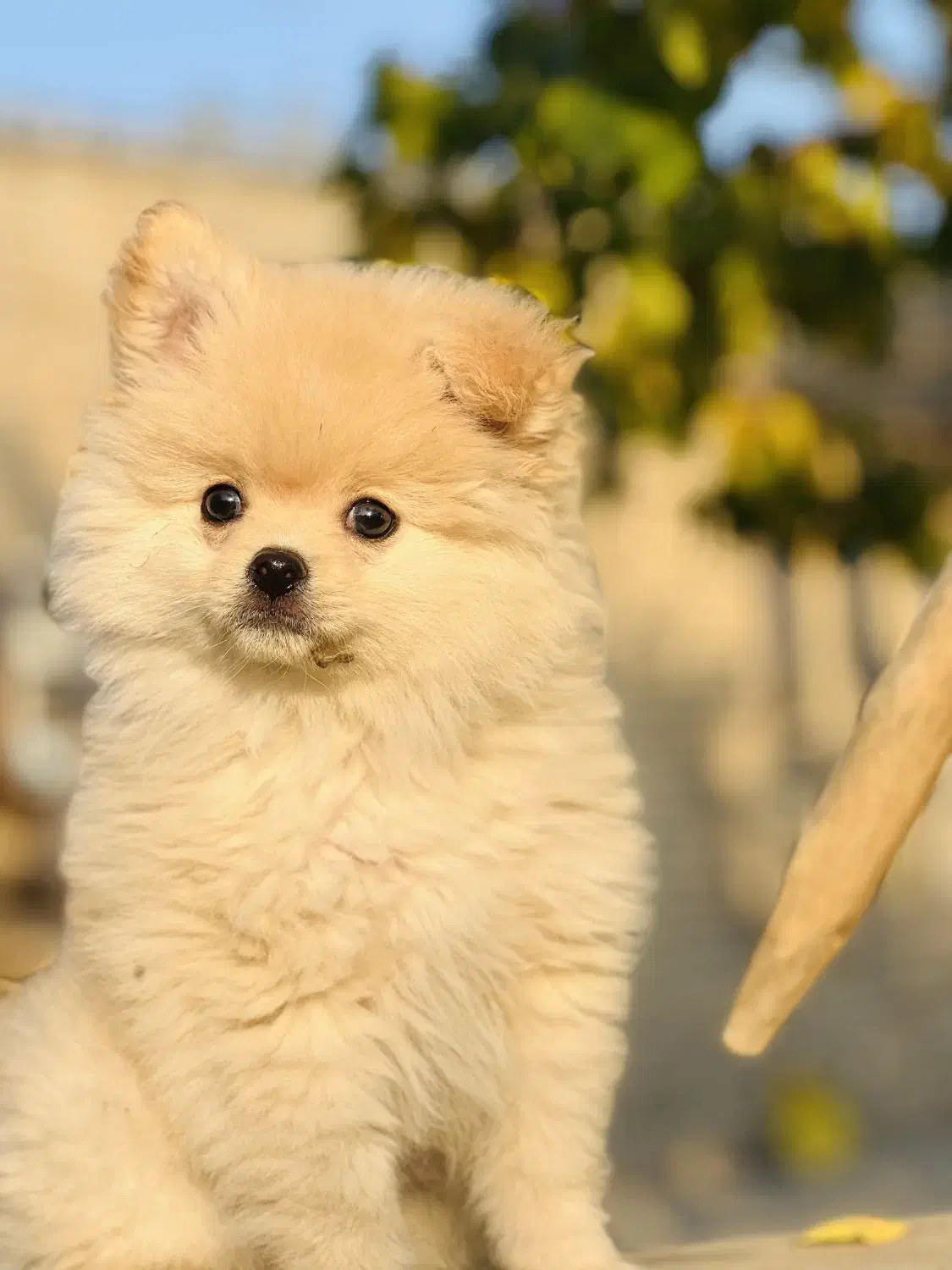 عروسکی|سگ|ارومیه, |دیوار