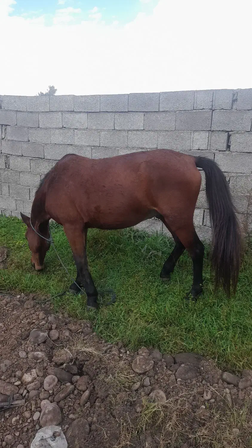 اسب هم کاری هم سواری|اسب و تجهیزات اسب‌سواری|سنگر, |دیوار