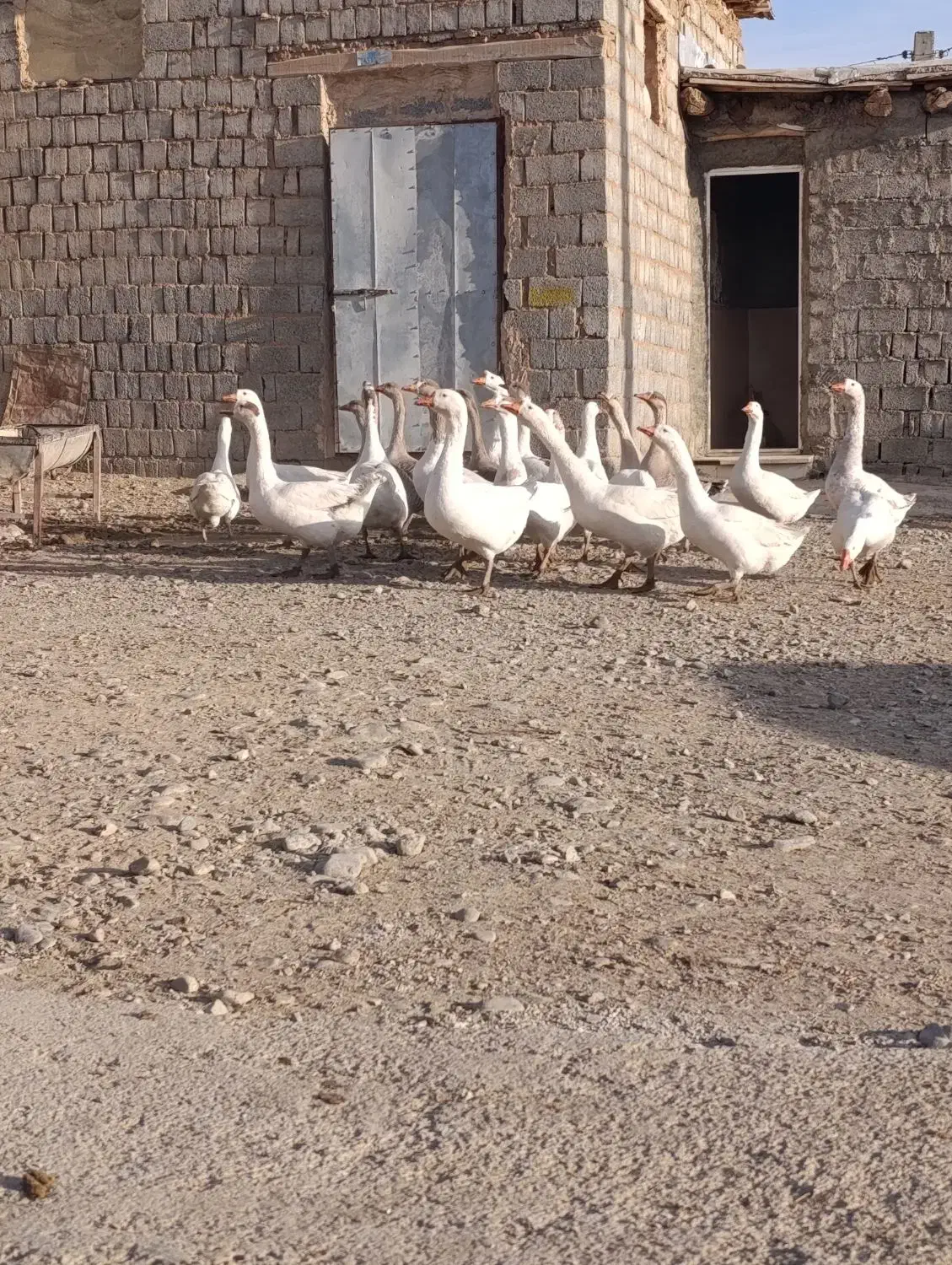 غاز محلی|حیوانات مزرعه|لاجان, |دیوار