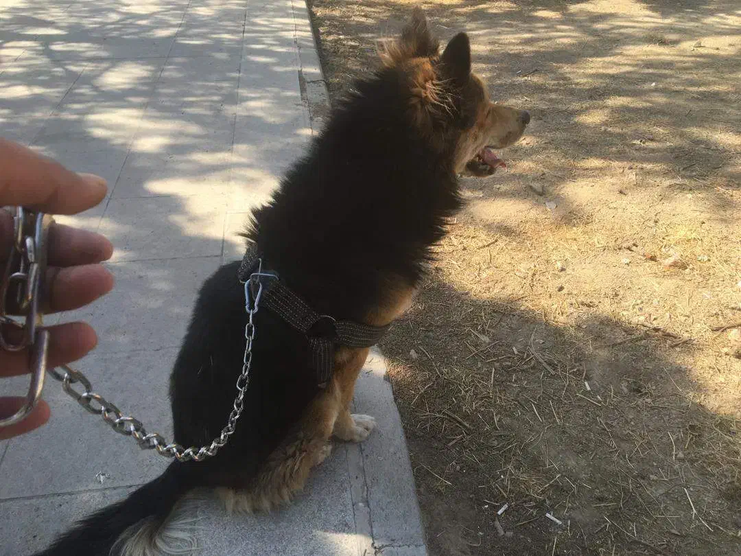 واگذاری (مشروط) رایگان ژرمن هاسکی نر|سگ|تهران, شهران شمالی|دیوار