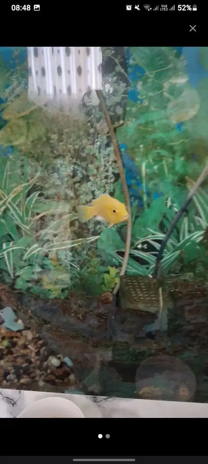 دو عدد ماهی سیچلاید|ماهی|ملایر, |دیوار