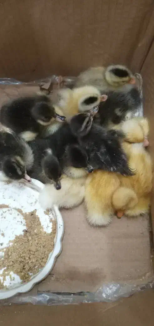 جوجه اردک|حیوانات مزرعه|رشت, گیل|دیوار