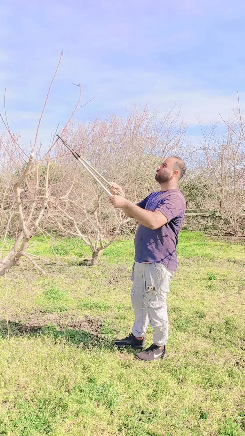 انجام هرس ضمانتی وطراحی باغ|خدمات باغبانی و درختکاری|گرگان, |دیوار