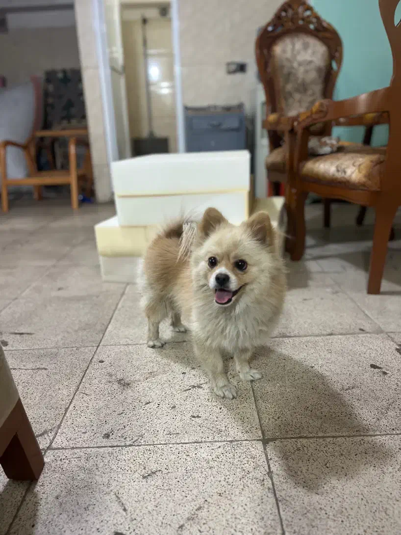 پامرین اصل از نژاد روباهی آلمانی|سگ|پاکدشت, پاکدشت (مامازند)|دیوار