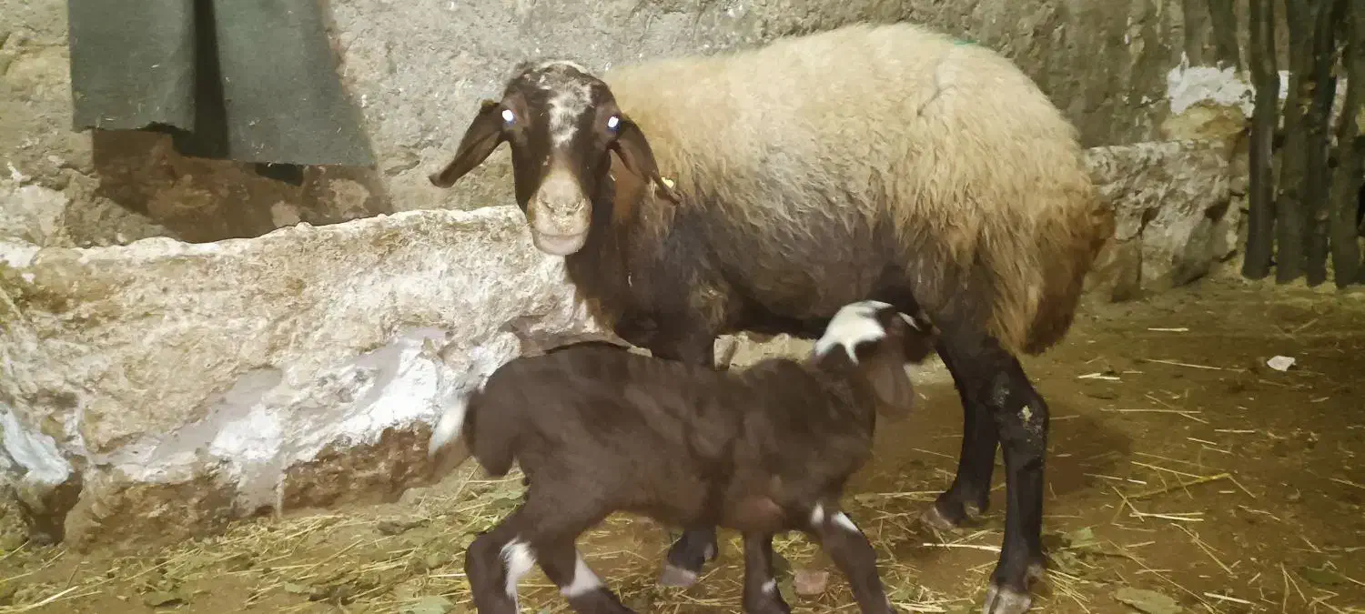 سه راس گوسفند با بره|حیوانات مزرعه|گهواره, |دیوار