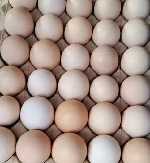 تخم مرغ بومی دوزرده|عمده‌فروشی|حبیب آباد, |دیوار