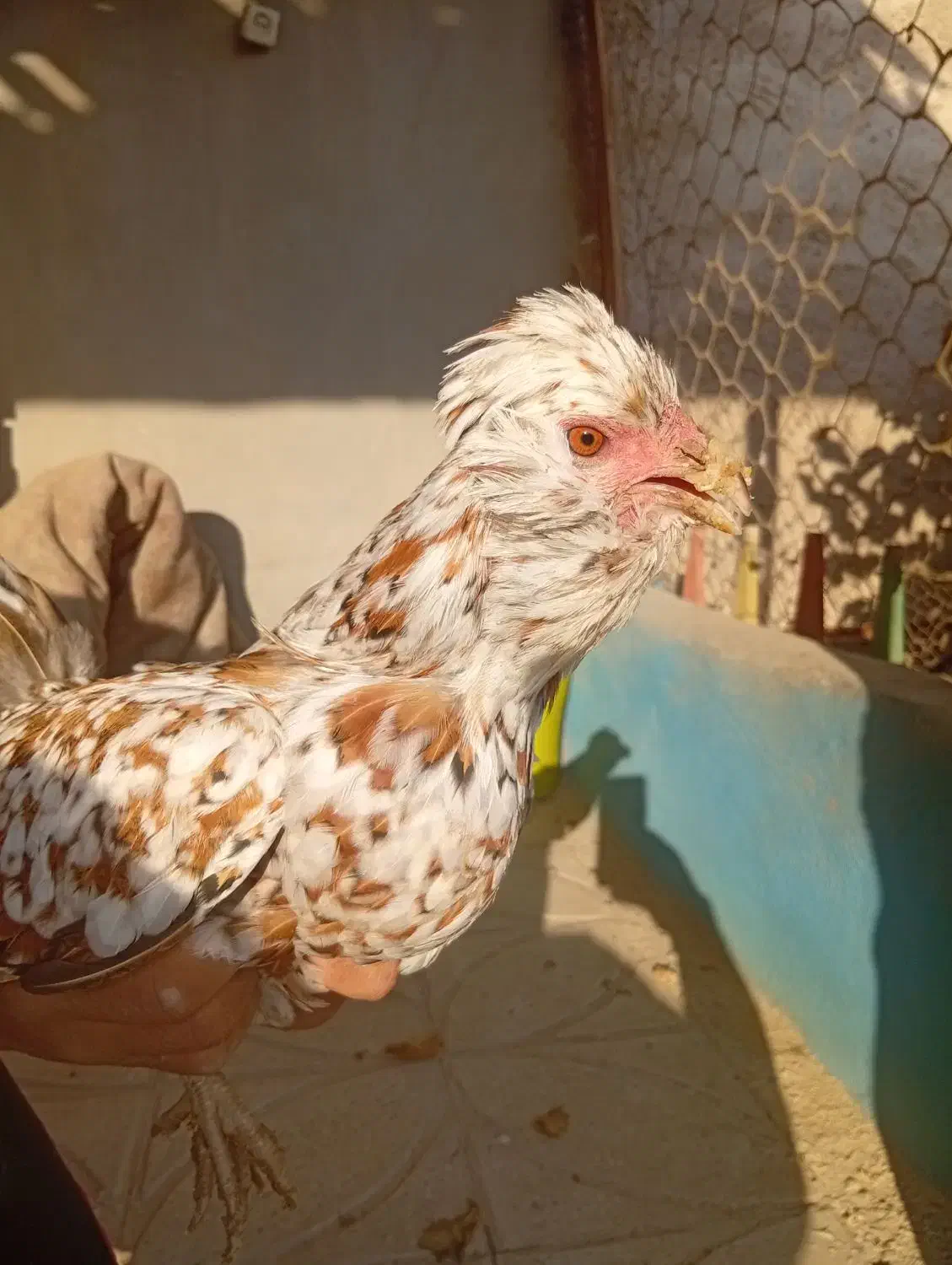 مرغ گلین|حیوانات مزرعه|قرچک, زیبا شهر|دیوار