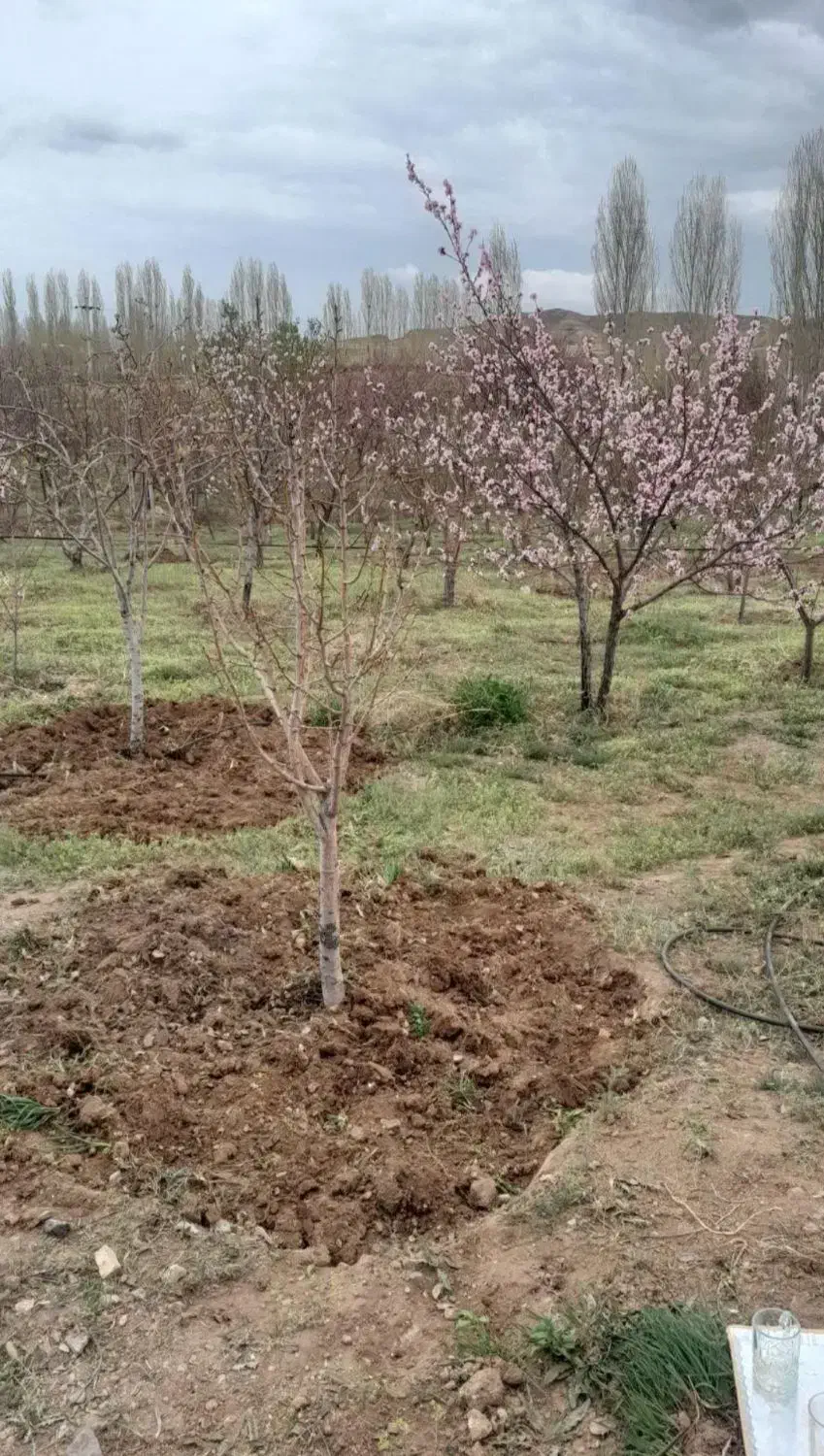 باغ در جاده تبریز|فروش زمین و ملک کلنگی|زنجان, |دیوار