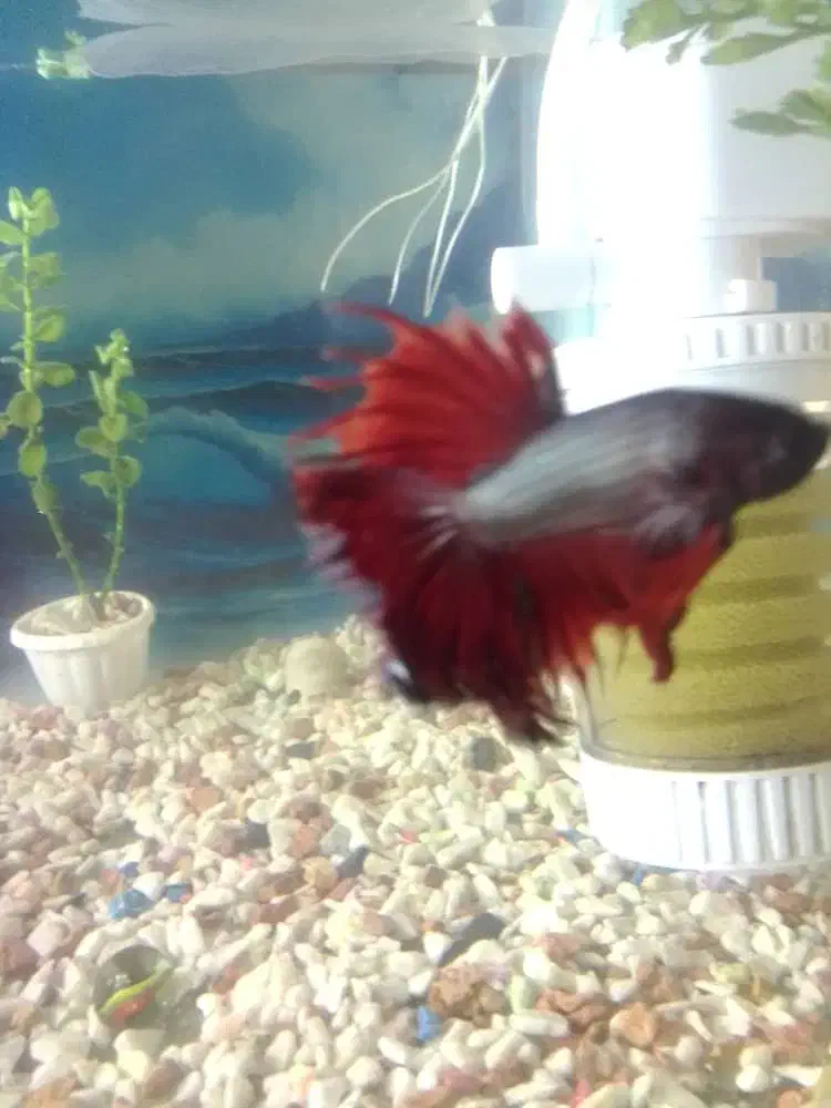 فایتر ماهی نر|ماهی|چابهار, |دیوار