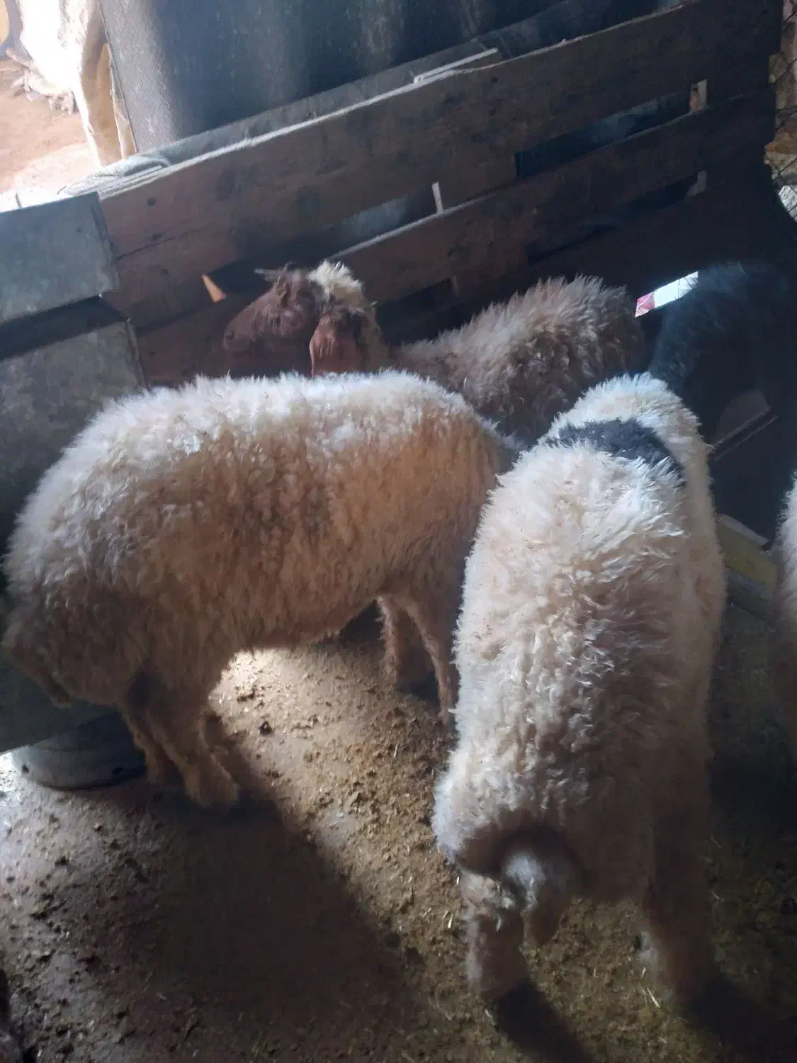 کاور|حیوانات مزرعه|زاگرس, |دیوار