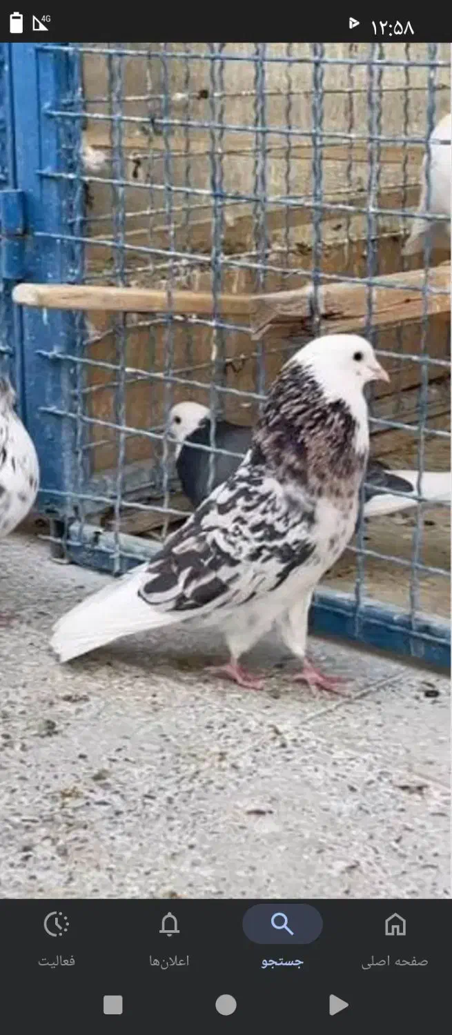 کبوترگم شده|حیوانات|نهاوند, |دیوار