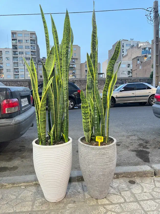 سانسوریا سبز و ابلغ گل آپارتمانی|گل و گیاه طبیعی|کرج, گلشهر|دیوار