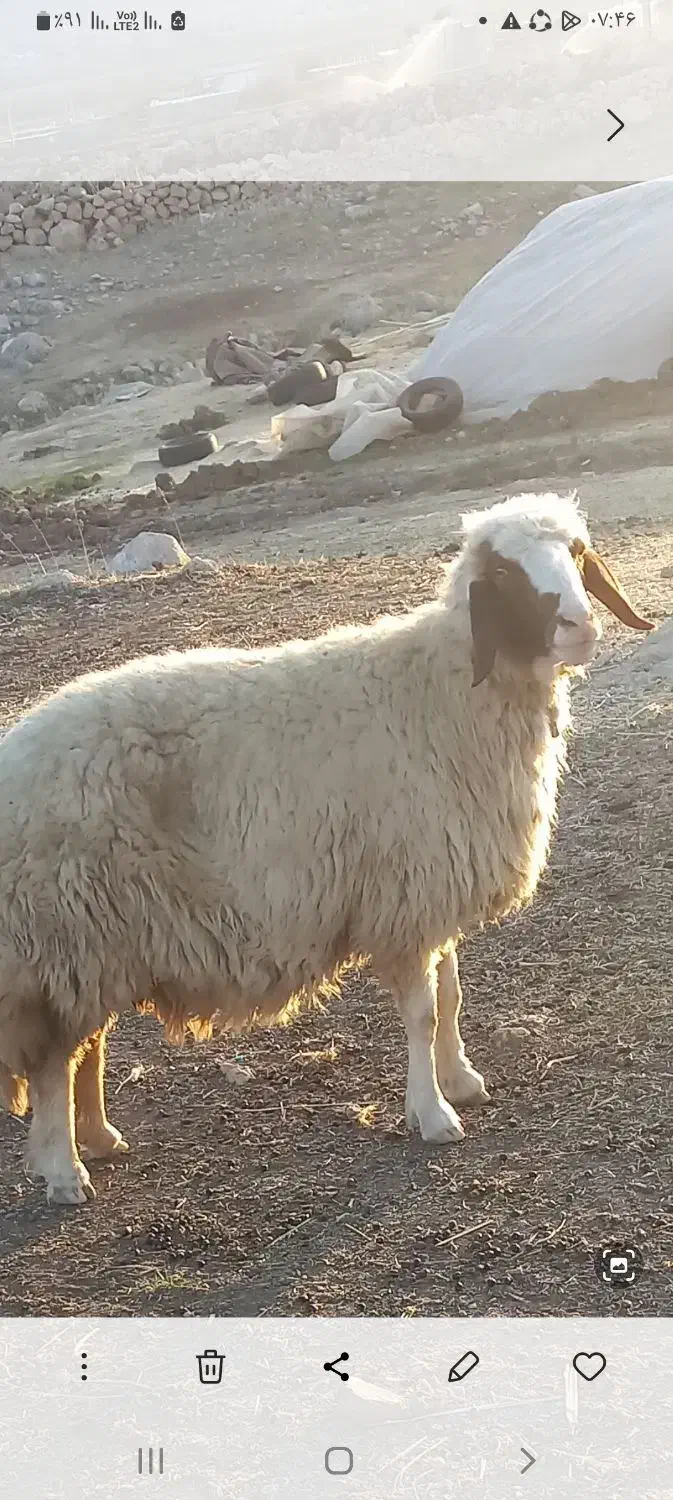 سنجابی مال داشت|حیوانات مزرعه|سرپل ذهاب, |دیوار