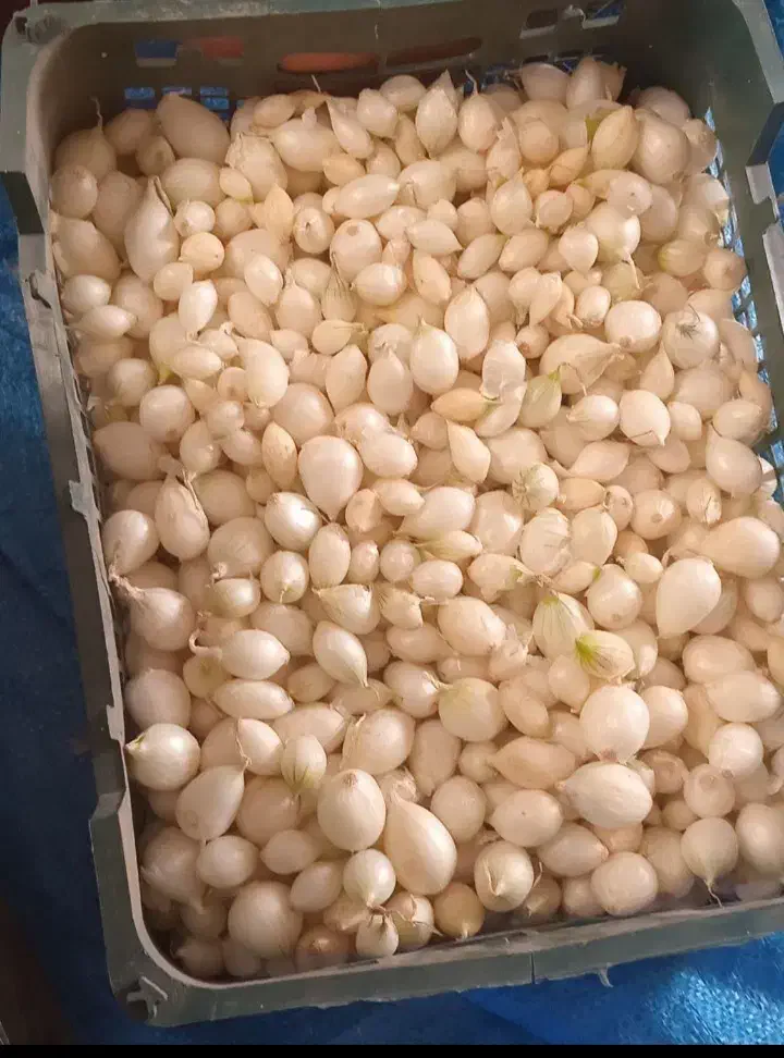 فروش بذر پیاز مینروا راتا قوطی درجه یک|گل و گیاه طبیعی|عنبرآباد, |دیوار