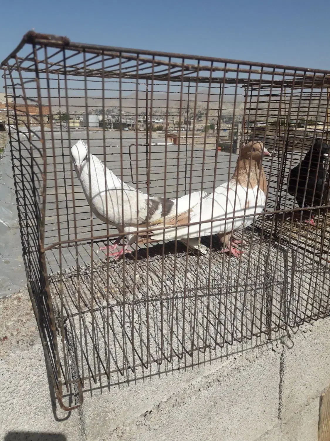 کبوتر|پرنده|مسجد سلیمان, |دیوار