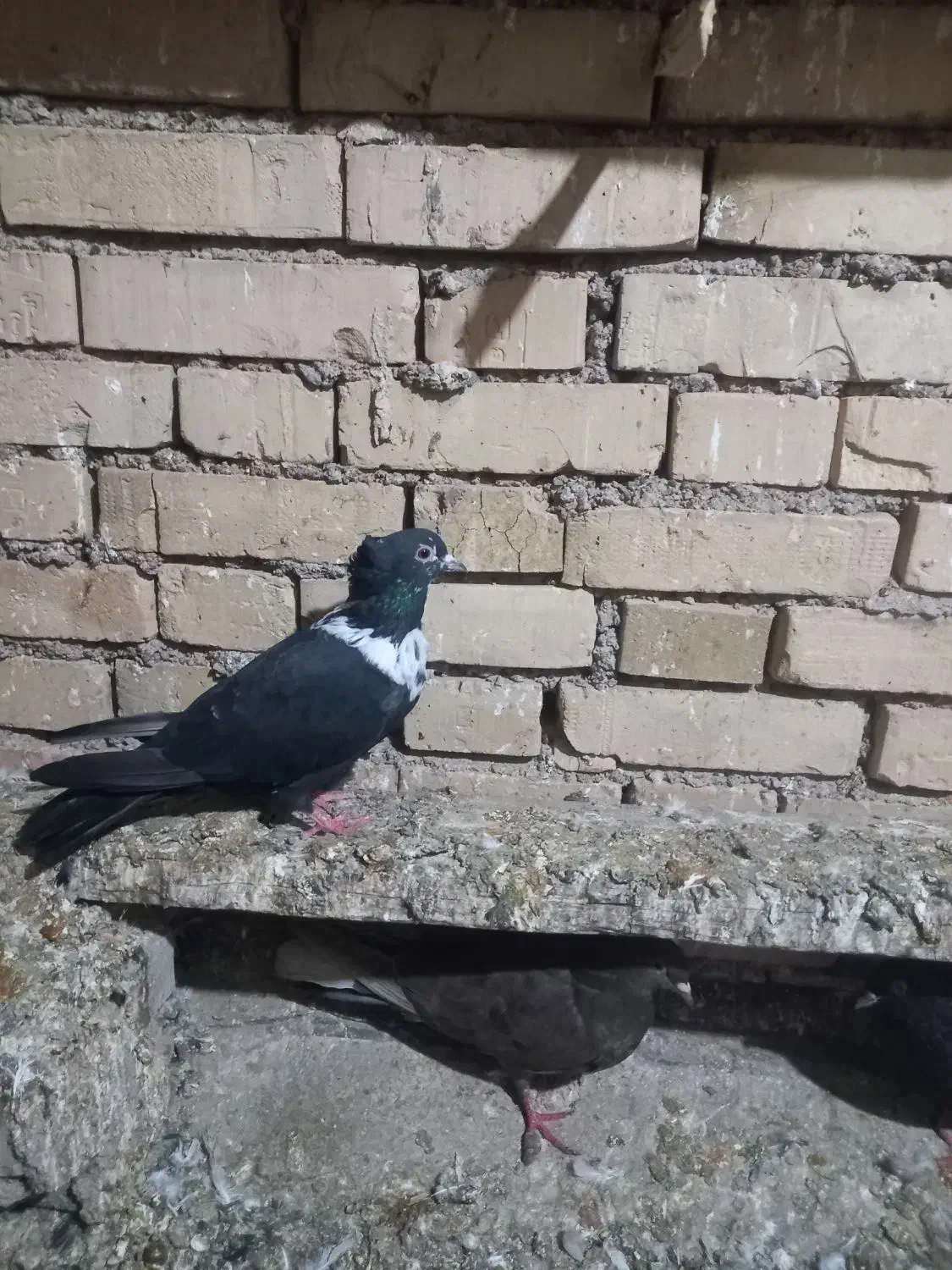 منطقه باوی|پرنده|باوی, |دیوار