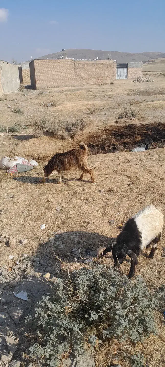 بزغاله نر دوعدد|حیوانات مزرعه|اهر, |دیوار