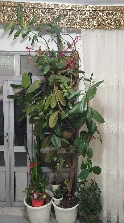 گل گوش فیل یا همون فیکوس|گل و گیاه طبیعی|تکاب, |دیوار