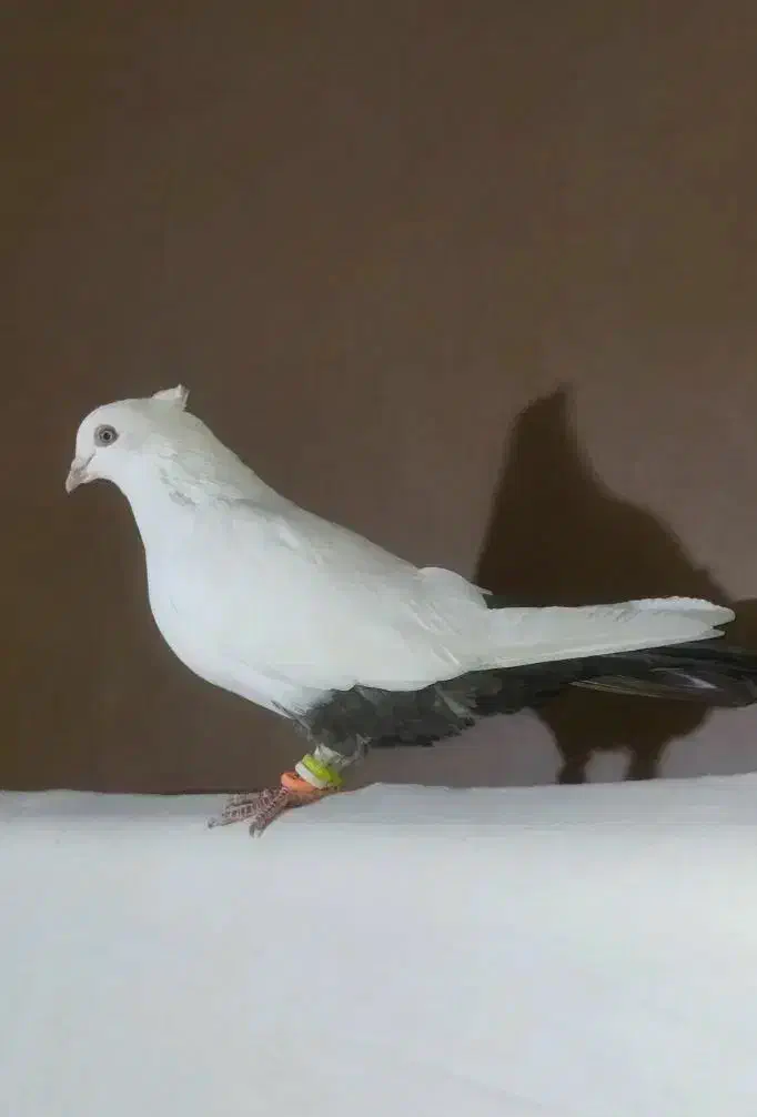 کفتر رنگی دمبی و کله دمبی و دوکتی ماده|پرنده|قم, دروازه ری|دیوار