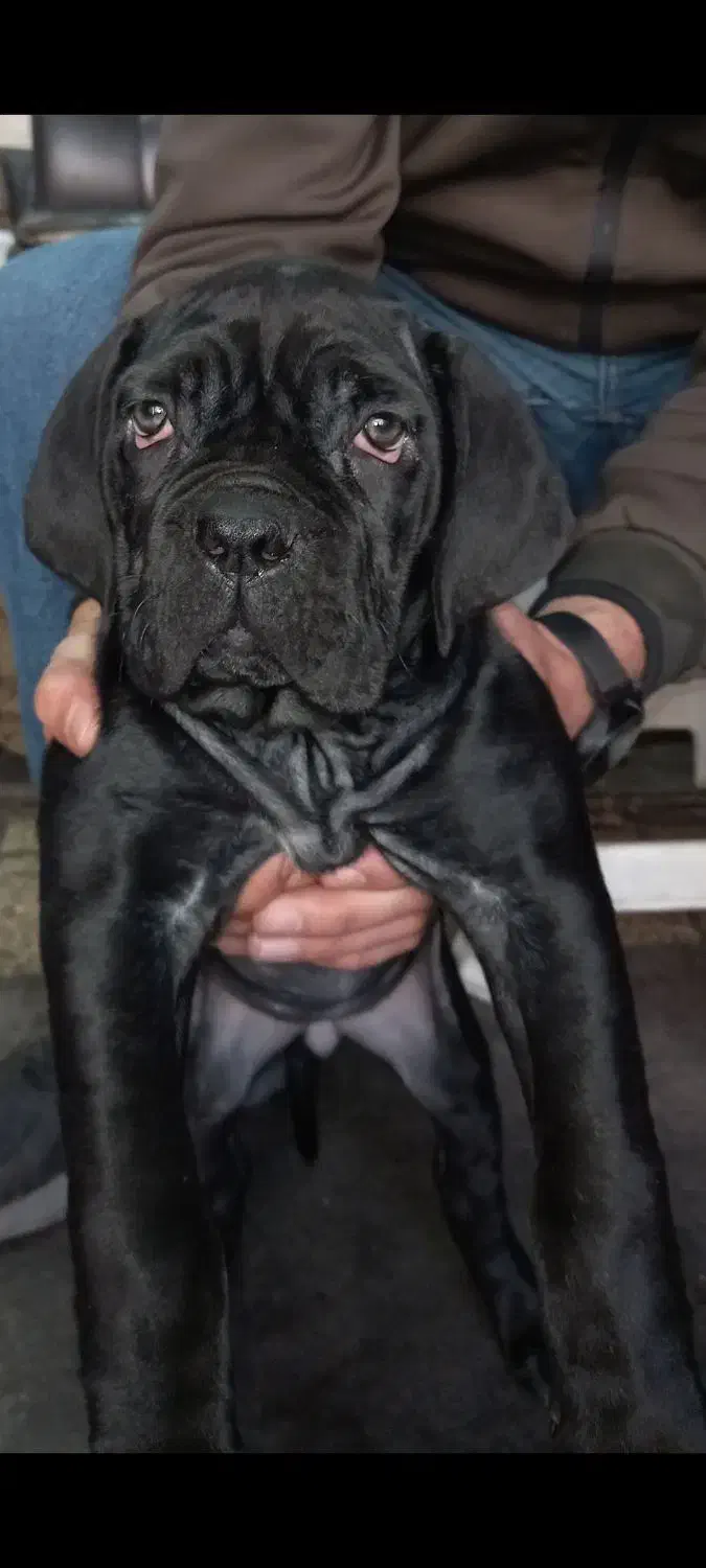 سگ کنکورسو|سگ|تهران, جیحون|دیوار