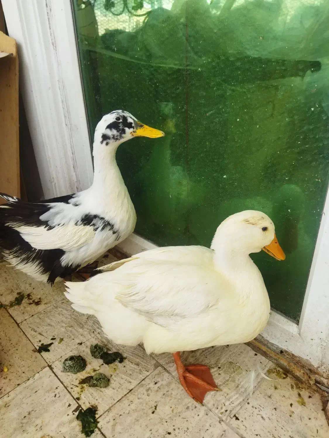 اردک|حیوانات مزرعه|تهران, اقدسیه|دیوار