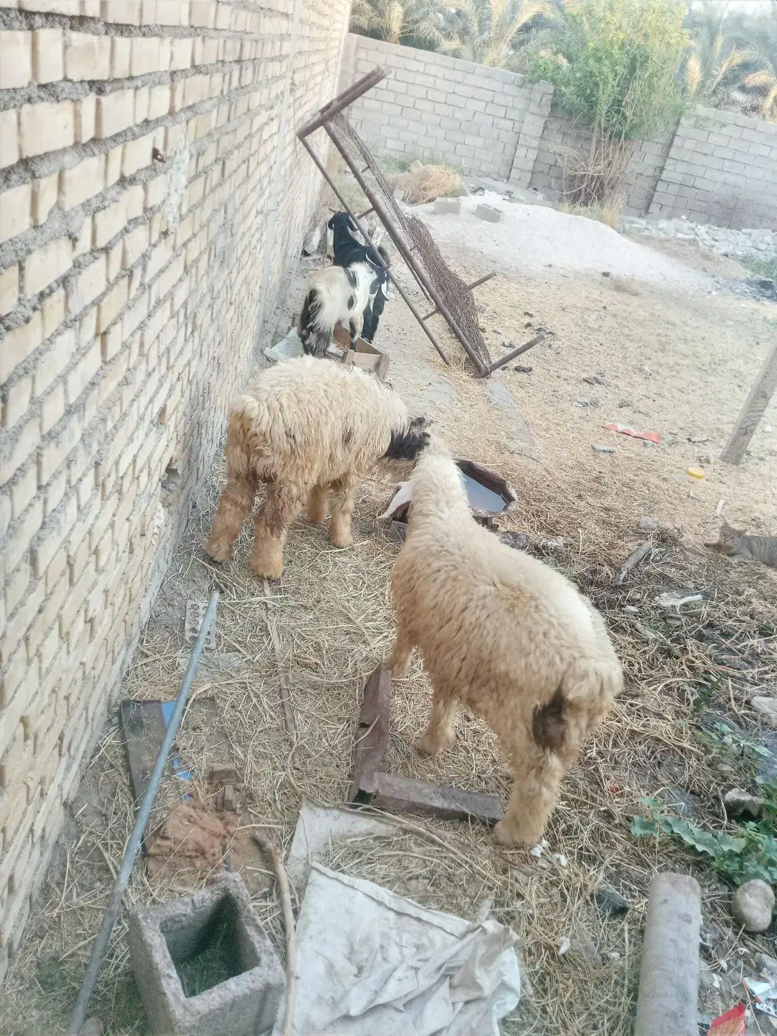 بره نر۲تا|حیوانات مزرعه|بهبهان, |دیوار