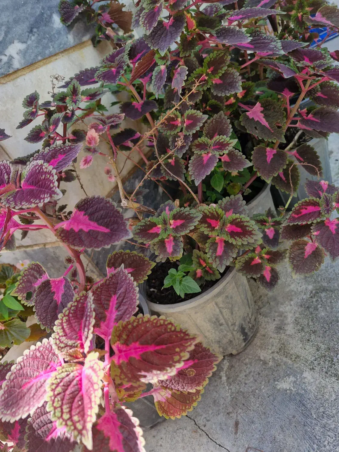 گل حسن یوسف و باباادم و پوتوس و سانسوریا|گل و گیاه طبیعی|رحیمآباد, |دیوار